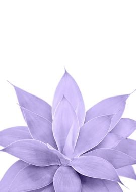 Ultra Violet Agave 1