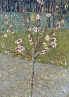 Almond Tree in Blossom 18