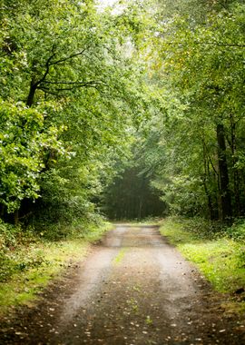 Forest road trip