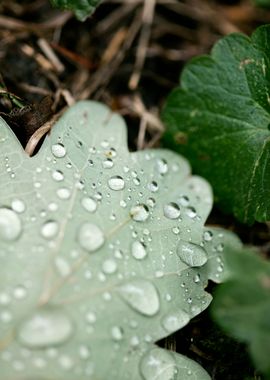 Leafs water drops macro hq