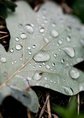 Leafs water drops macro hq