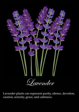 Lavender poster