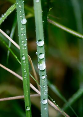 Leafs water drops macro hq