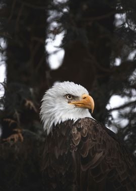 Proud Bald Eagle