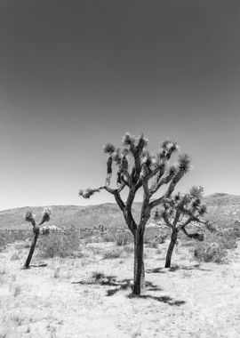 Joshua Tree National Park 