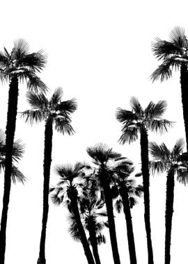 Tropical Palm Trees 2