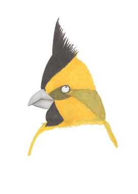 Yellow Cardinal