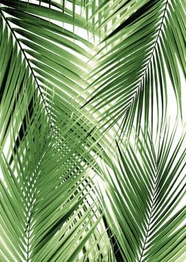 Green Palm Leaves Dream 2