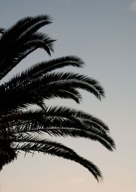 Palm Leaves Sunset 1