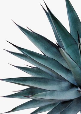 Agave Vivid Vibes 1 