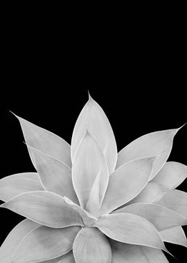 Gray Agave on Black 1 