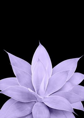 Ultra Violet Agave 1