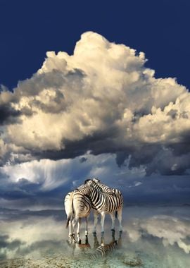 zebras reflecting