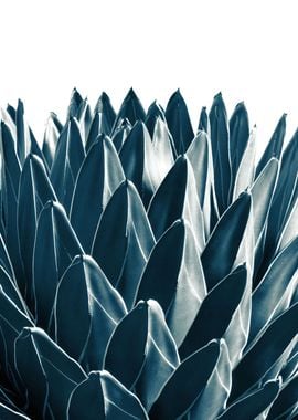 Agave Chic 3 