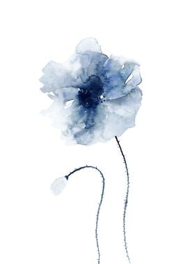 Blue Poppy No 1