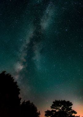 Trees under milky way sky