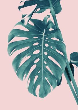 Monstera Delight 3 