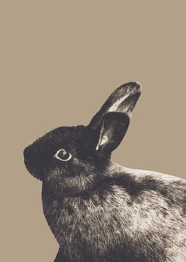 Little Rabbit on Sepia 1