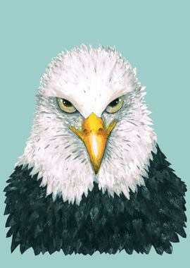 Bald eagle portrait