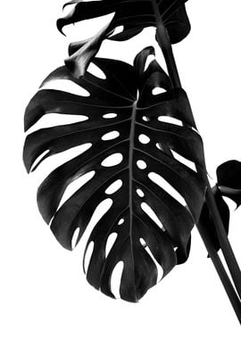 Monstera Delight 2 