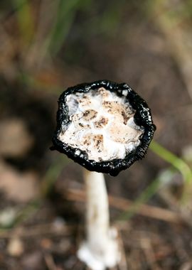 Wild mushroom macro prints