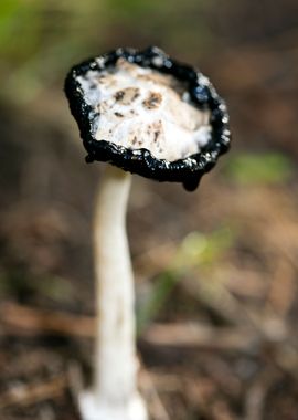 Wild mushroom macro prints