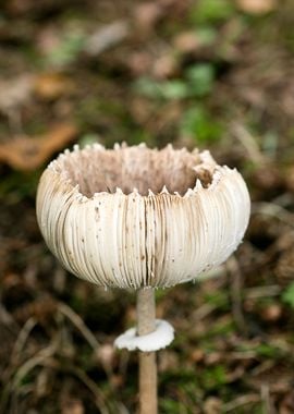 Wild mushroom macro prints