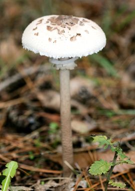 Wild mushroom macro prints