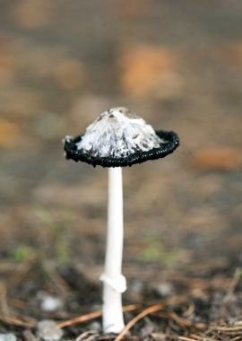 Wild mushroom macro prints