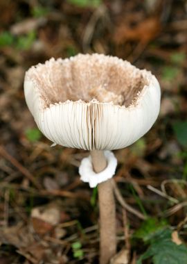 Wild mushroom macro prints