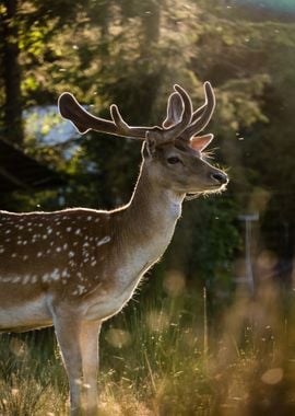 Deer animal in nature