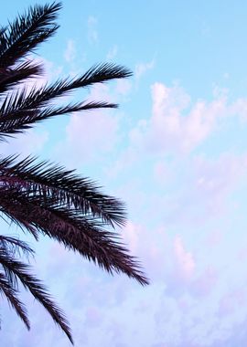 Palm Leaves Pastel Clouds