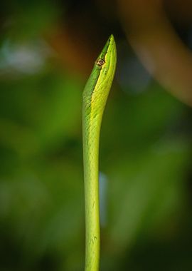 Pointed Snake