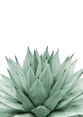 Agave Green Summer 1