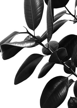 Ficus Elastica Black White