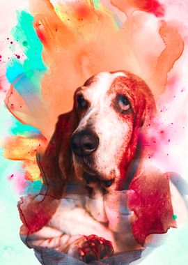 Basset Hound