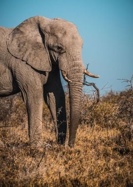 Elephant in the wilderness