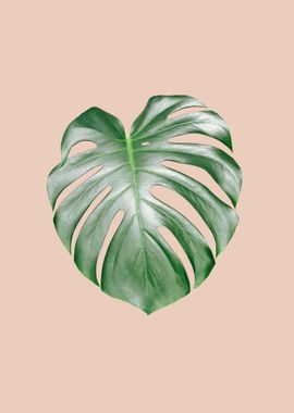 Monstera Dream 2 