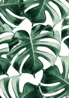 Tropical Monstera Leaves 2