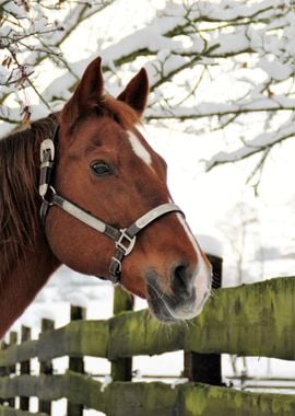 Snow Horse