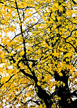 Yellow Linden Tree