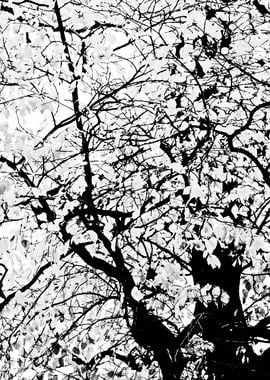 Linden Tree Black White