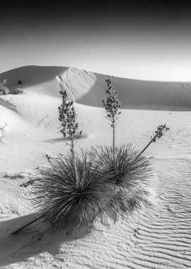 White Sands Impression 