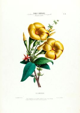 Allamenda Botanical Art