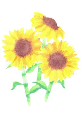 Sunflowers or Helianthus