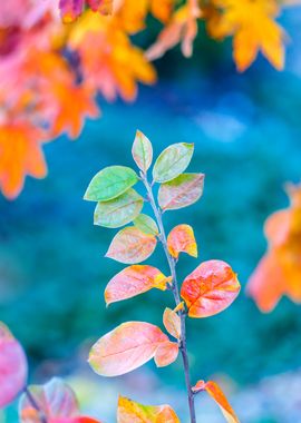 Stunning cotoneaster