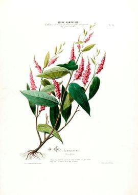 Botanical Le Carlatine