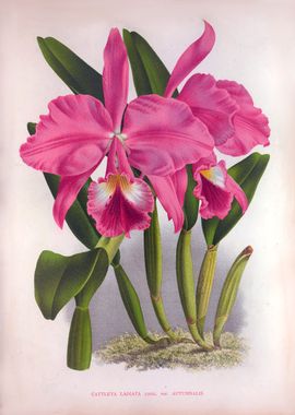 Cattleya Labiata Pink Orch