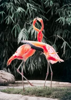 Flamingos in Love