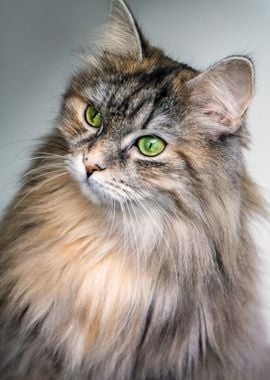 fluffy Cat with green eyes